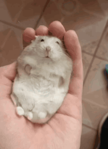 a person is holding a white hamster in their hand