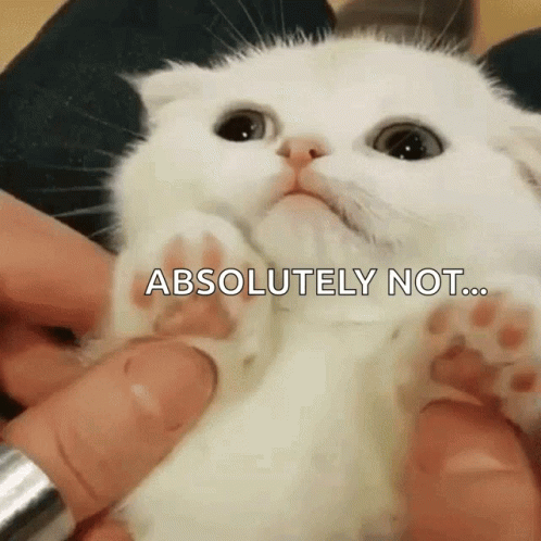 A Person Is Holding A White Kitten With The Words " Absolutely Not " Written On It GIF