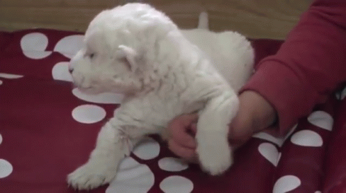 A Person Is Holding A White Puppy On A Red Blanket . GIF