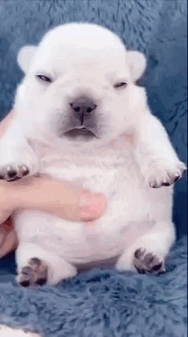 A Person Is Holding A White Puppy On Their Lap . GIF