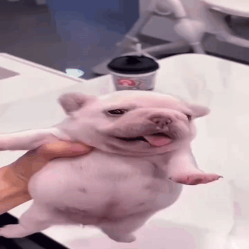 A Person Is Holding A White Puppy With Its Tongue Out . GIF