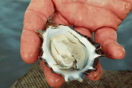 A Person Is Holding An Oyster In Their Hands GIF