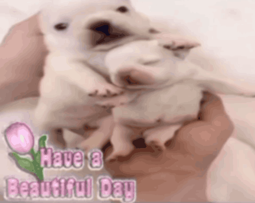 A Person Is Holding Two Puppies In Their Hands With The Words Have A Beautiful Day Written On The Bottom GIF