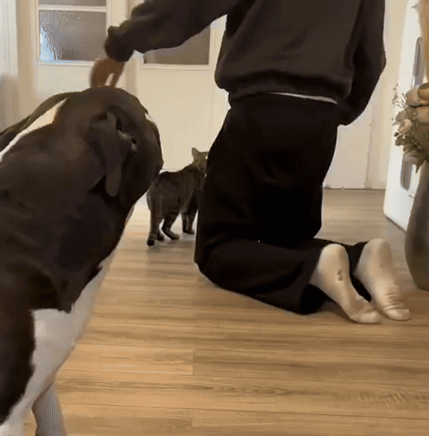 A Person Is Kneeling Down With A Dog And Two Cats GIF