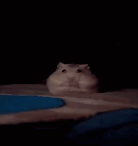 A Person Is Laying On A Bed With A Hamster On Their Lap GIF