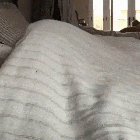A Person Is Laying On A Bed With A White Blanket And A Mosquito On It . GIF
