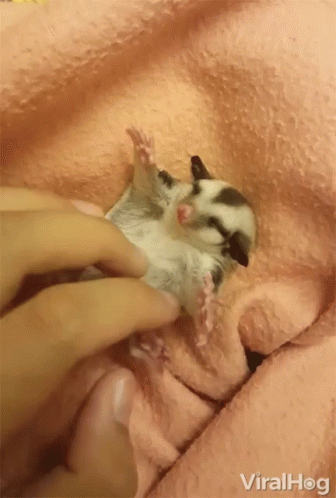A Person Is Petting A Baby Sugar Glider On A Pink Blanket GIF