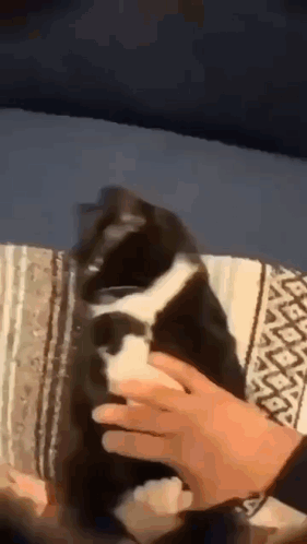A Person Is Petting A Black And White Cat On A Blanket On A Couch . GIF