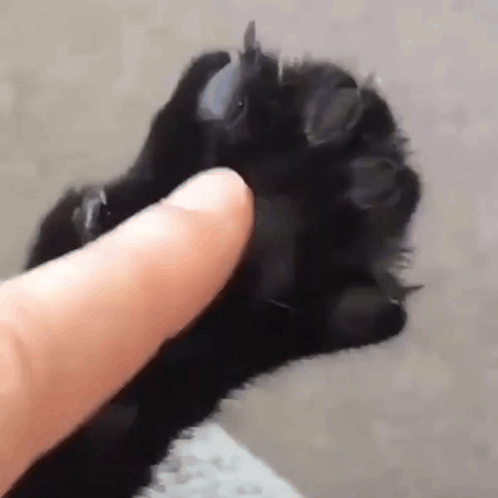 A Person Is Petting A Black Cat 'S Paw With Their Index Finger . GIF