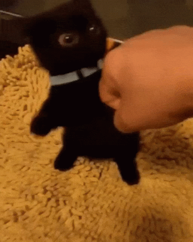 Person Petting Black Kitten On Yellow Carpet GIF