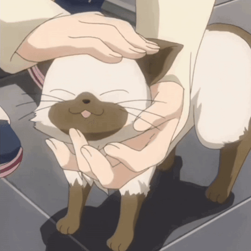 A Person Is Petting A Brown And White Cat With Their Fingers GIF