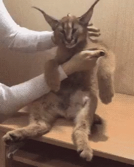 A Person Is Petting A Caracal Cat On A Table . GIF
