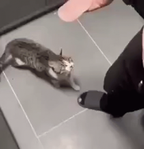 A Person Is Petting A Cat On The Floor . GIF