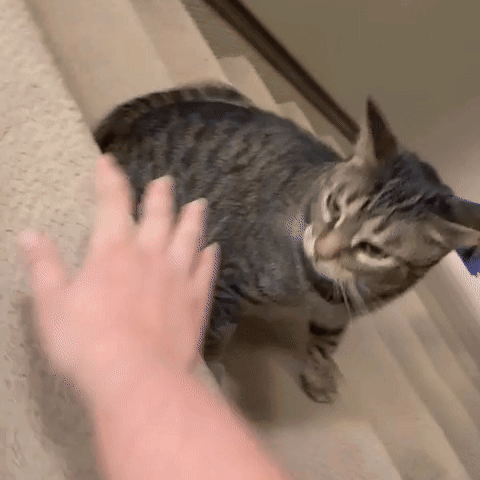 A Person Is Petting A Cat On The Stairs And It Is Looking At The Camera . GIF