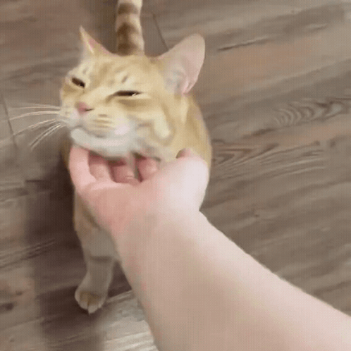A Person Is Petting A Cat 'S Face With Their Hand . GIF