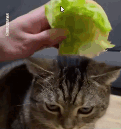 A Person Is Petting A Cat 'S Head With A Lettuce Leaf . GIF