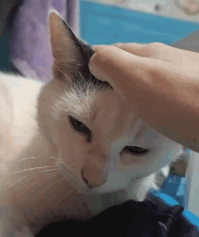 A Person Is Petting A Cat 'S Head With Their Finger . GIF
