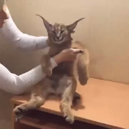 A Person Is Petting A Cat Sitting On A Table . GIF