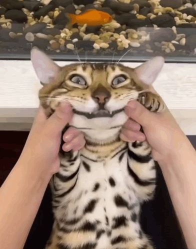 A Person Is Petting A Cat That Is Smiling And Looking At The Camera . GIF