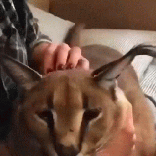 A Person Is Petting A Close Up Of A Cat 'S Head . GIF
