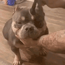 A Person Is Petting A Dog 'S Face While It Looks At The Camera . GIF