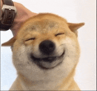 A Person Is Petting A Dog 'S Head And It Is Smiling With Its Eyes Closed . GIF