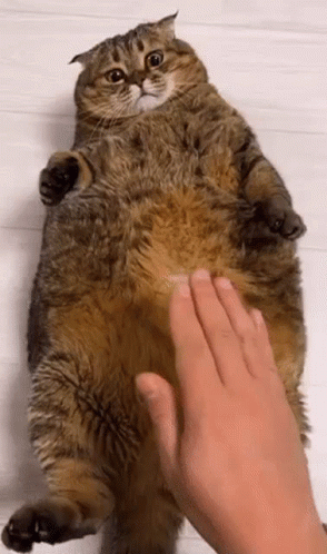 A Person Is Petting A Fat Cat 'S Belly . GIF