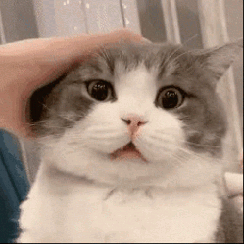A Person Is Petting A Gray And White Cat With A Surprised Look On Its Face . GIF