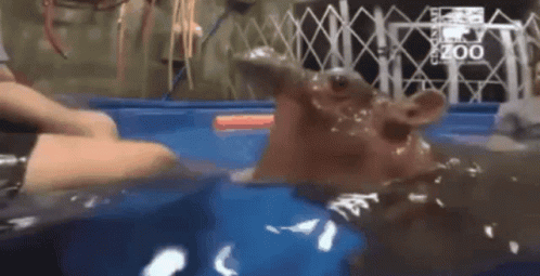 A Person Is Petting A Hippopotamus In A Pool Of Water . GIF