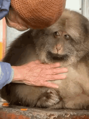 a person is petting a monkey with their hands