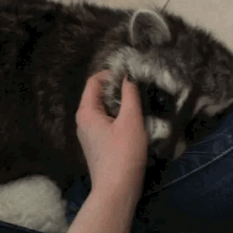 A Person Is Petting A Raccoon Laying On A Couch . GIF