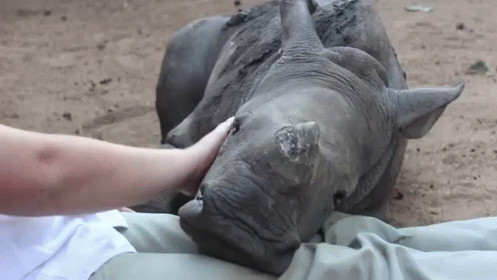 A Person Is Petting A Rhino 'S Head While It Lays On The Ground . GIF