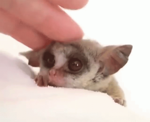A Person Is Petting A Small Animal With Their Finger On Its Head . GIF