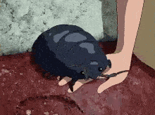 A Person Is Petting A Small Black Bug On The Ground GIF