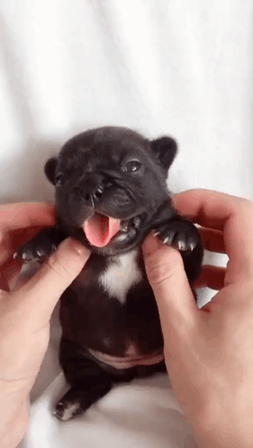 A Person Is Petting A Small Black Puppy With Its Tongue Hanging Out . GIF