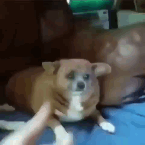 A Person Is Petting A Small Brown Dog On A Couch . GIF