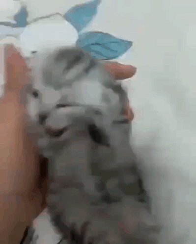 Person Petting Gray Kitten With Blue Flower GIF