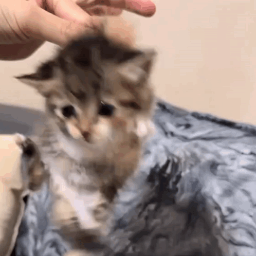 a person is petting a small kitten on a blanket .