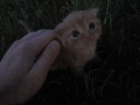 A Person Is Petting A Small Orange Kitten In The Grass At Night . GIF