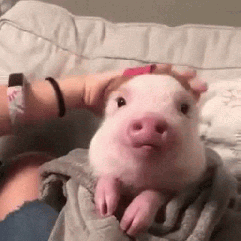 A Person Is Petting A Small Pink Pig On A Blanket On A Bed . GIF