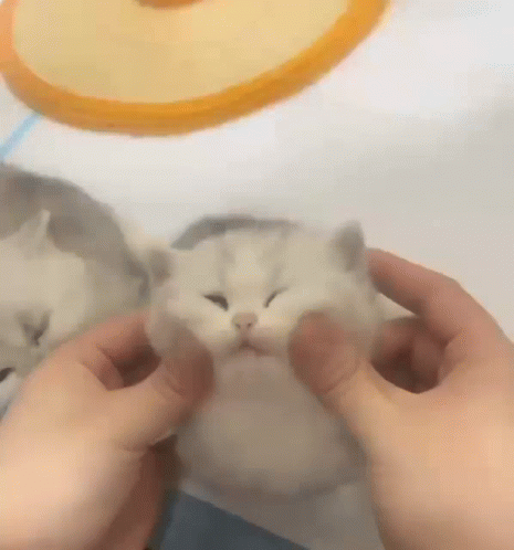 A Person Is Petting A Small White Cat With Their Hands GIF