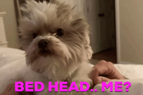 A Person Is Petting A Small White Dog On A Bed With The Words `` Bed Head . Me ? '' Written In Pink . GIF