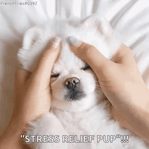 A Person Is Petting A Small White Dog 'S Head With The Words `` Stress Relief Pup '' . GIF
