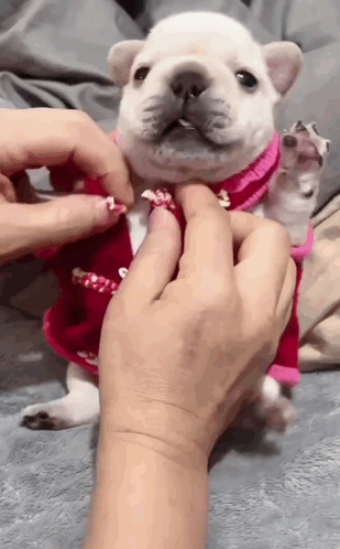 A Person Is Petting A Small White Dog Wearing A Pink Shirt . GIF
