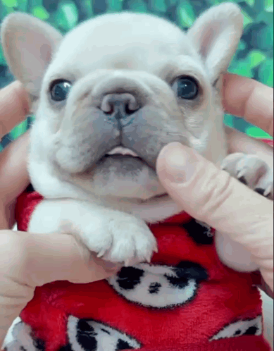 A Person Is Petting A Small White Dog Wearing A Red Shirt GIF