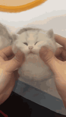 A Person Is Petting A Small White Kitten With Their Fingers GIF