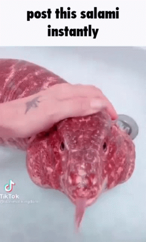 A Person Is Petting A Snake That Looks Like A Salami With Its Tongue Sticking Out . GIF