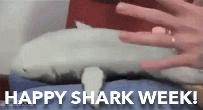 A Person Is Petting A Stuffed Shark With The Words `` Happy Shark Week '' . GIF