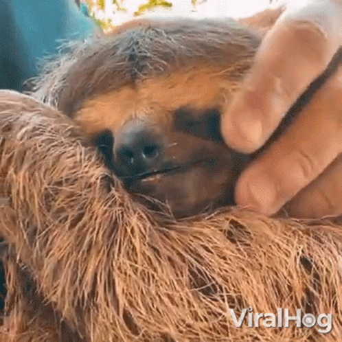 A Person Is Petting A Three Toed Sloth With Their Hand . GIF