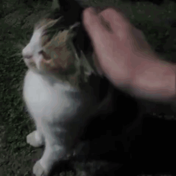 A Person Is Petting A White And Brown Cat On The Ground . GIF